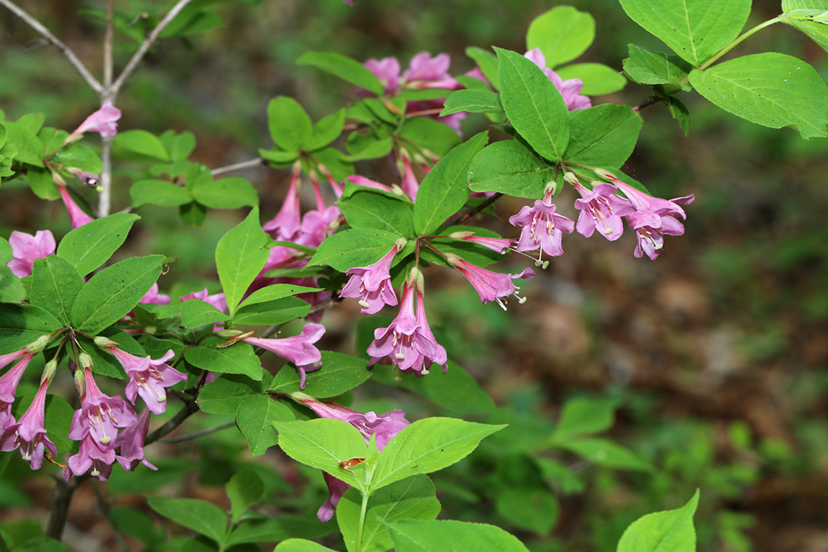 Image of Weigela praecox specimen.