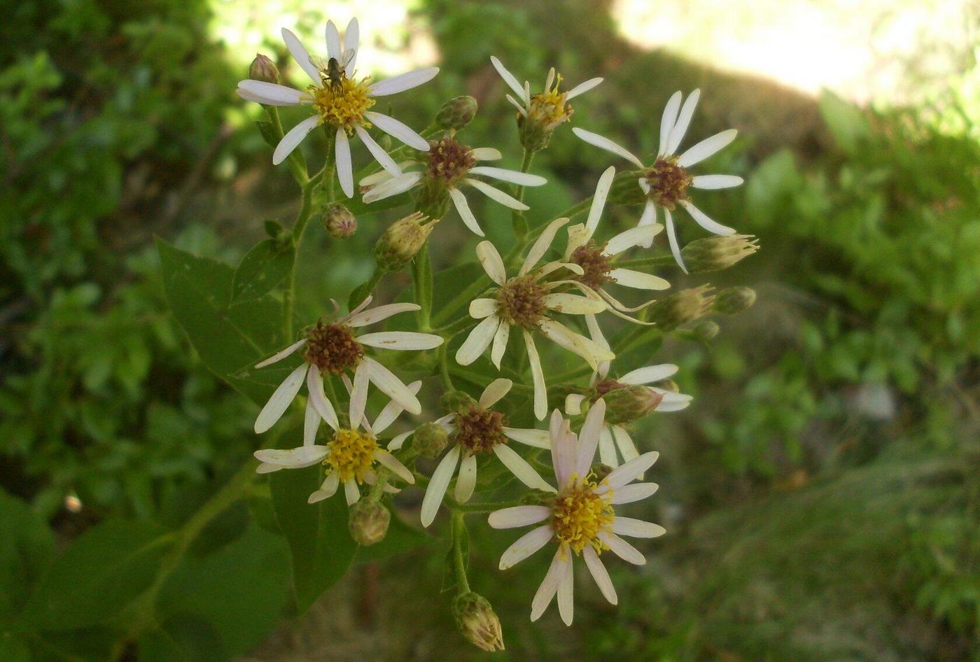 Image of Eurybia macrophylla specimen.