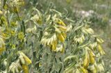 Onosma taurica. Верхушки побегов с соцветиями. Крым, г. Симферополь, окр. мкр-на Пневматика, склон куэсты. 21.05.2026.