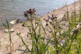 Cirsium arvense. Цветущее растение с кормящейся бабочкой Pieris rapae и другими насекомыми. Беларусь, Брестская обл., Каменецкий р-н, окр. дер. Верховичи, пруд Сипурка, на песчаном берегу. 01.07.2026.