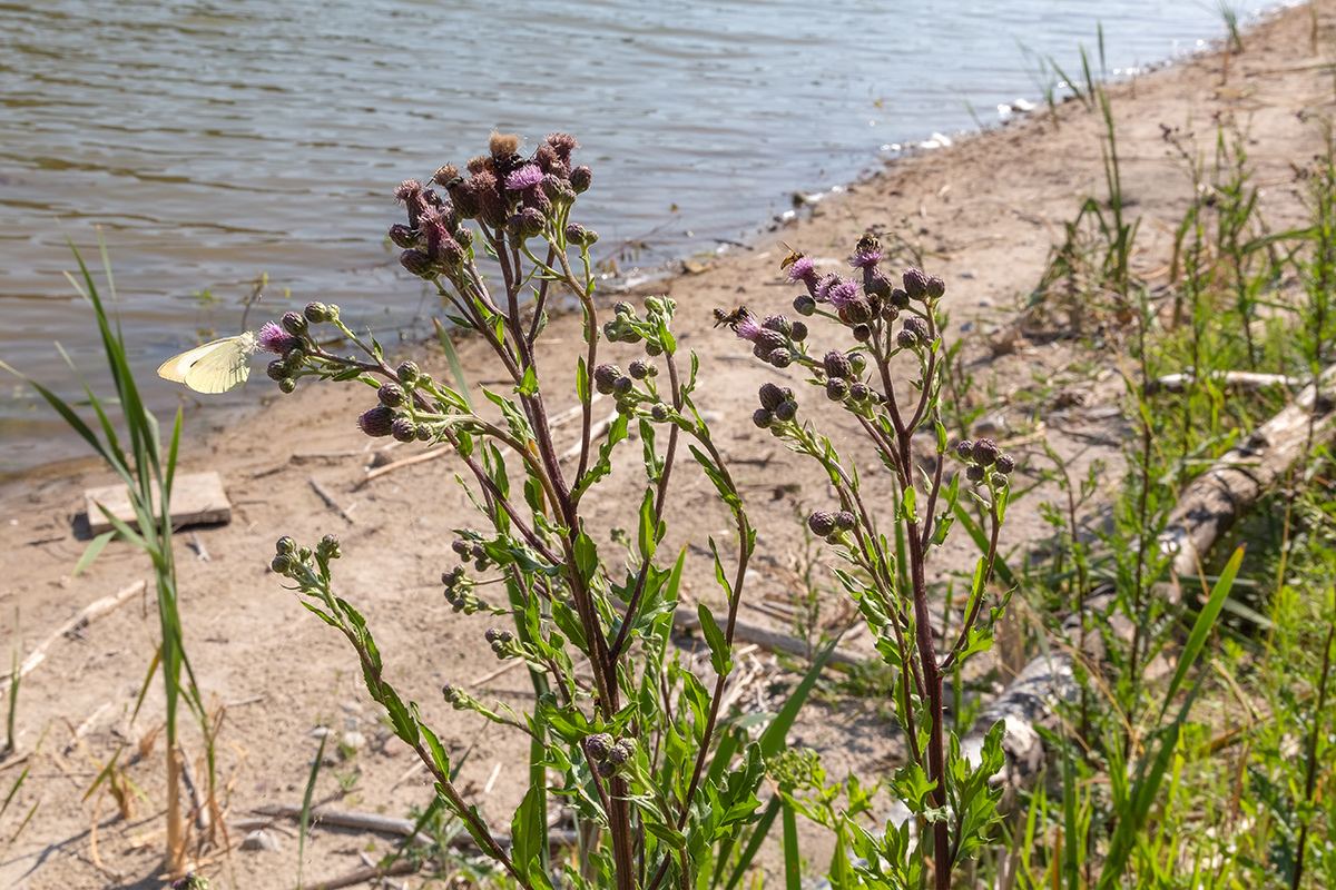 Image of Cirsium arvense specimen.
