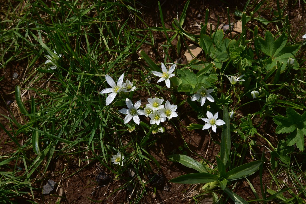 Изображение особи род Ornithogalum.