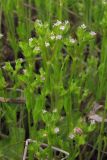 Valerianella muricata