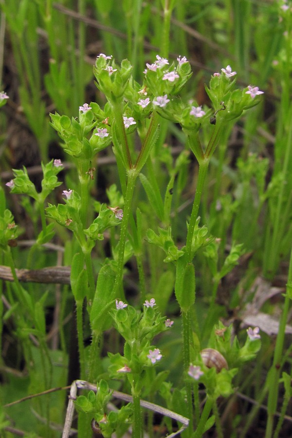 Изображение особи Valerianella muricata.