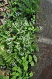 Sanicula orthacantha. Цветущие растения. Китай, пров. Хунань, городской округ Чжанцзяцзе, национальный парк Чжанцзяцзе, дол. ручья Золотой Кнут, у дорожки. 31.03.2015.