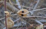 Cardiospermum grandiflorum. Часть сухого побега с раскрывшимся плодом. Португалия, о-в Мадейра, пос. Рибейра-Брава, скалистый склон. 19.08.2025.