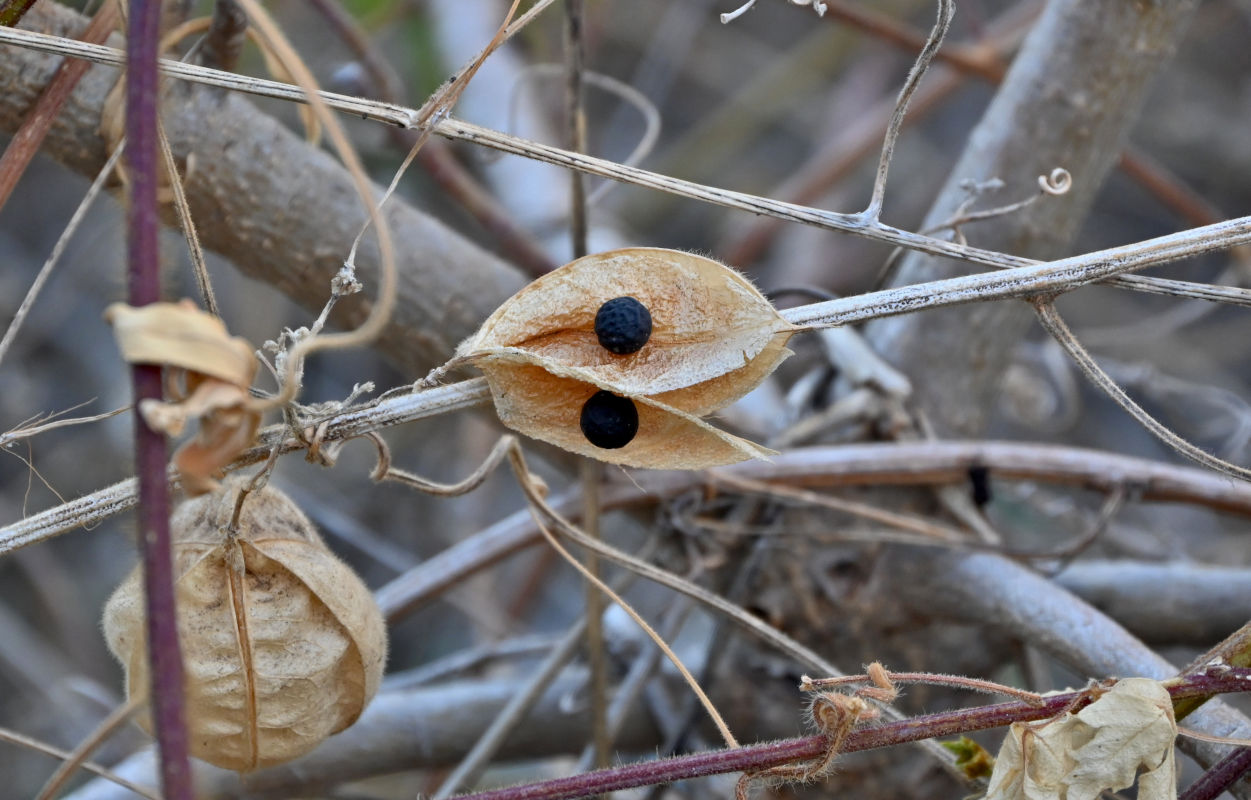 Image of Cardiospermum grandiflorum specimen.