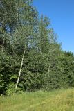 Populus tremula. Молодые деревья на опушке леса. Беларусь, Витебская обл., окр. дер. Местечко, побережье оз. Езерище, лиственный лес. 18.07.2026.