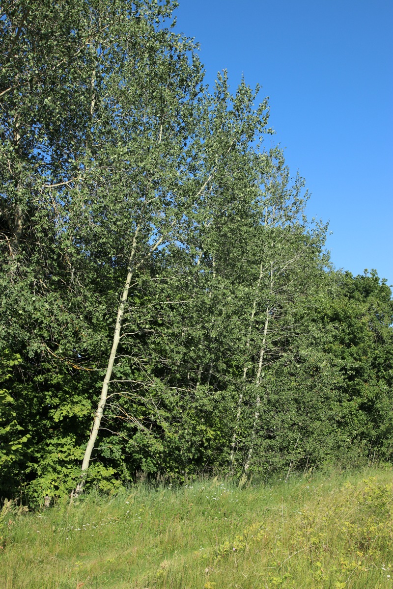 Image of Populus tremula specimen.