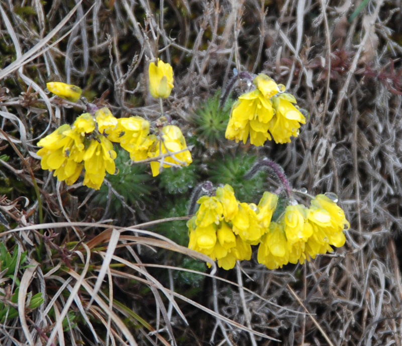 Image of Draba cuspidata specimen.