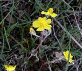 Helianthemum canum