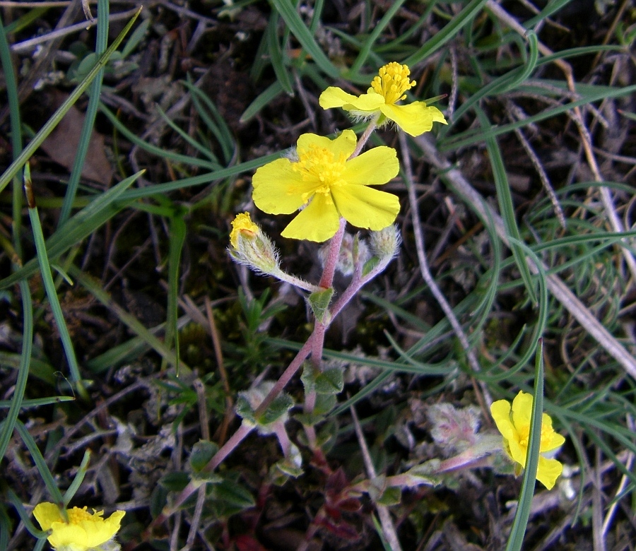 Image of Helianthemum canum specimen.