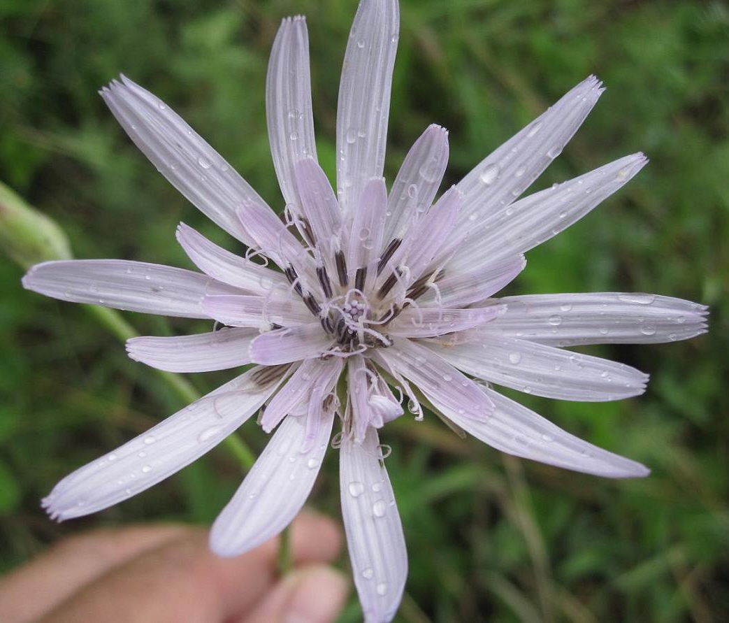 Image of Scorzonera purpurea specimen.