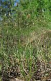 Carex chordorrhiza