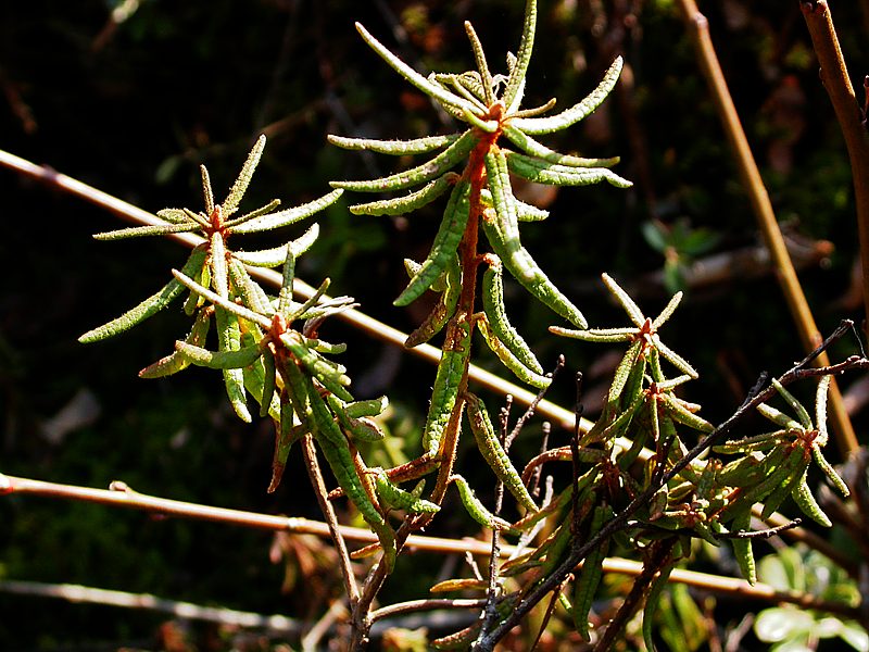 Image of Ledum palustre specimen.