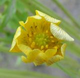 Ranunculus