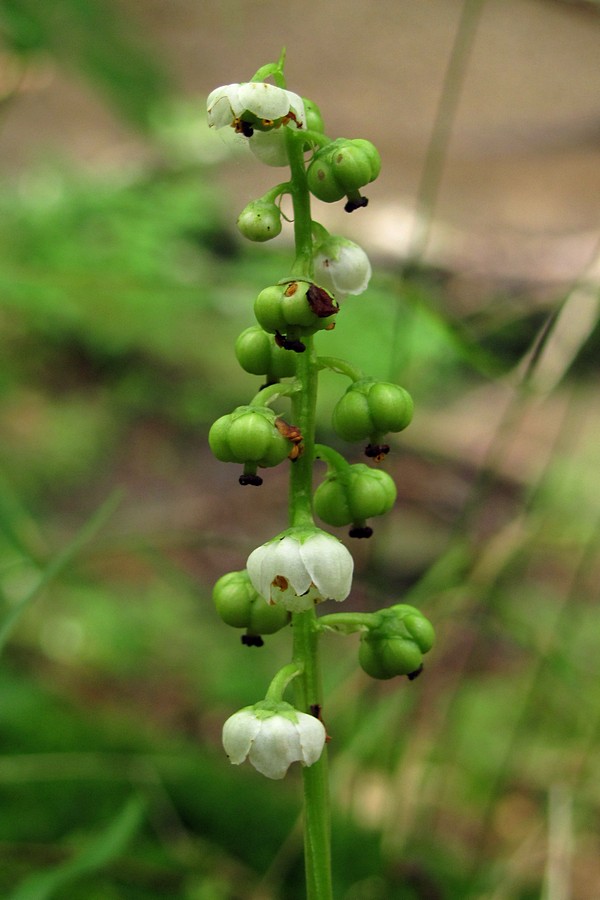 Image of Pyrola minor specimen.