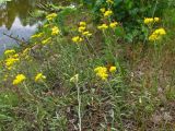 Helichrysum arenarium