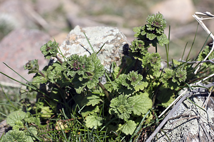 Изображение особи Lamium amplexicaule.