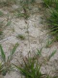 Arundinella hirta. Цветущее растение на песках у моря. Приморский край, бухта Триозерье. 06.08.2011.