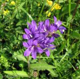 Campanula glomerata