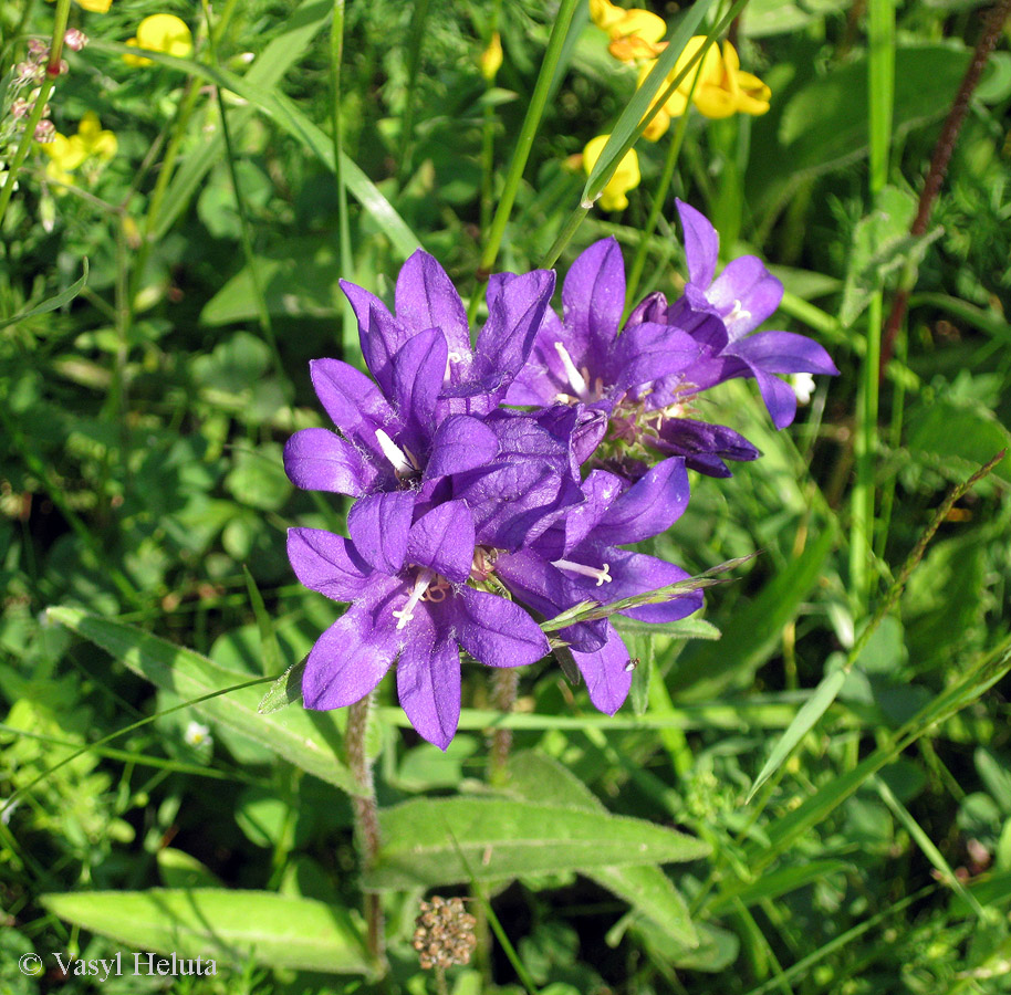 Image of Campanula glomerata specimen.