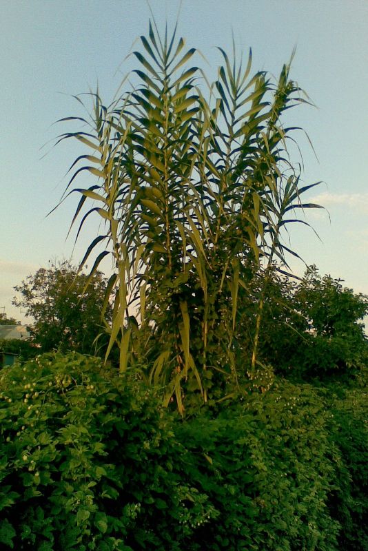 Изображение особи Arundo donax.