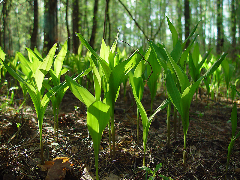 Изображение особи Convallaria majalis.