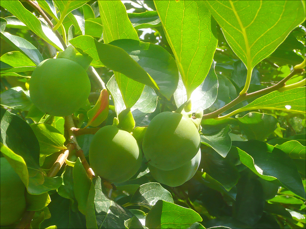 Image of Diospyros kaki specimen.