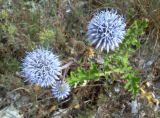 Echinops ruthenicus