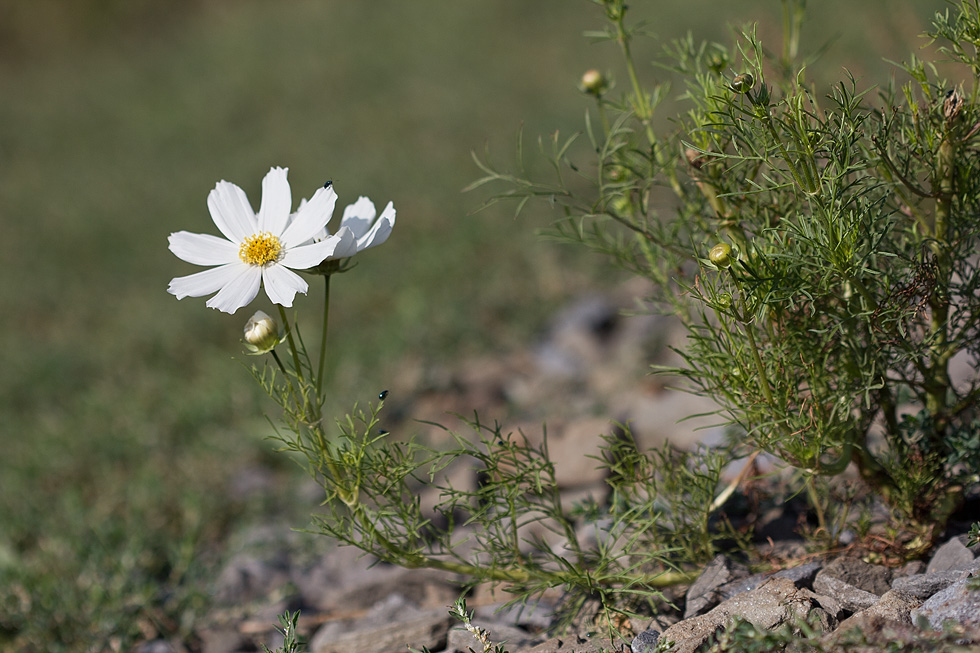 Image of Cosmos bipinnatus specimen.