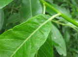 Salix × laurina. Основание листовой пластинки, черешок листа, прилистники. Ярославская обл., Некоузский р-н, пос. Новый Некоуз, берег р. Ильд. 15.06.2011.