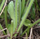 Alchemilla monticola. Основание стебля и черешков прикорневых листьев. Опушение горизонтальное. Ленинградская обл., Лужский р-н, окр. д. Кемка, луг на высокой гриве между центральной и притеррасной частями поймы р. Луги. 15.06.2010.