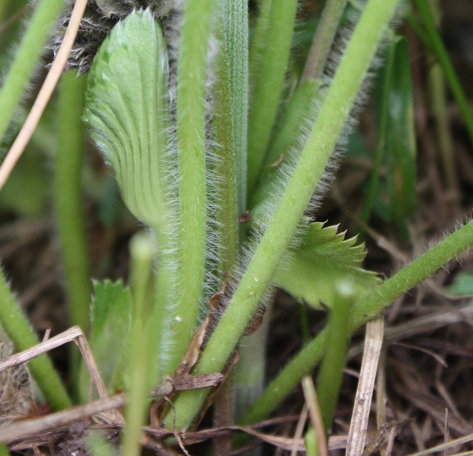 Image of Alchemilla monticola specimen.