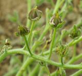 genus Rindera