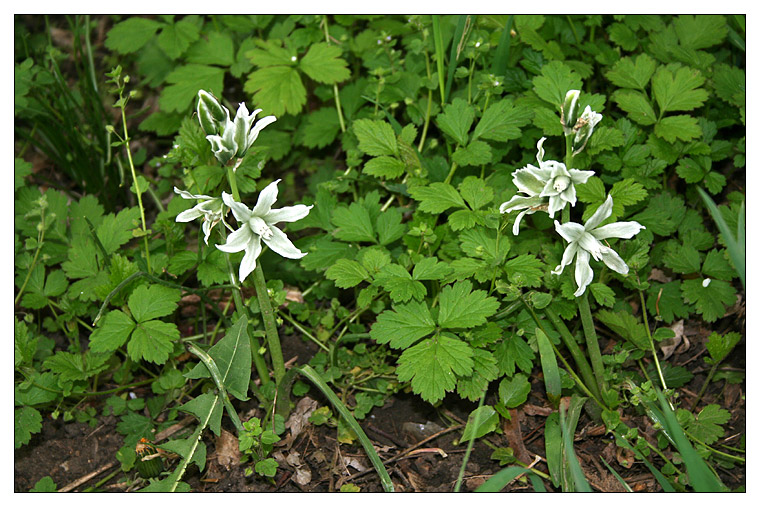 Изображение особи Ornithogalum boucheanum.