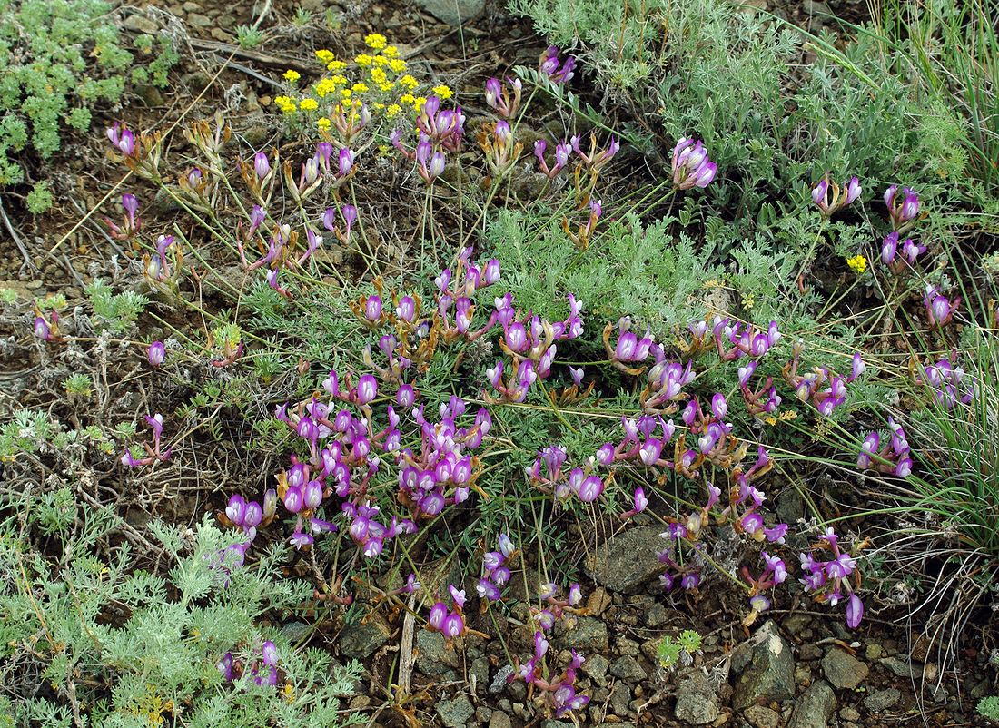 Изображение особи Astragalus compressus.