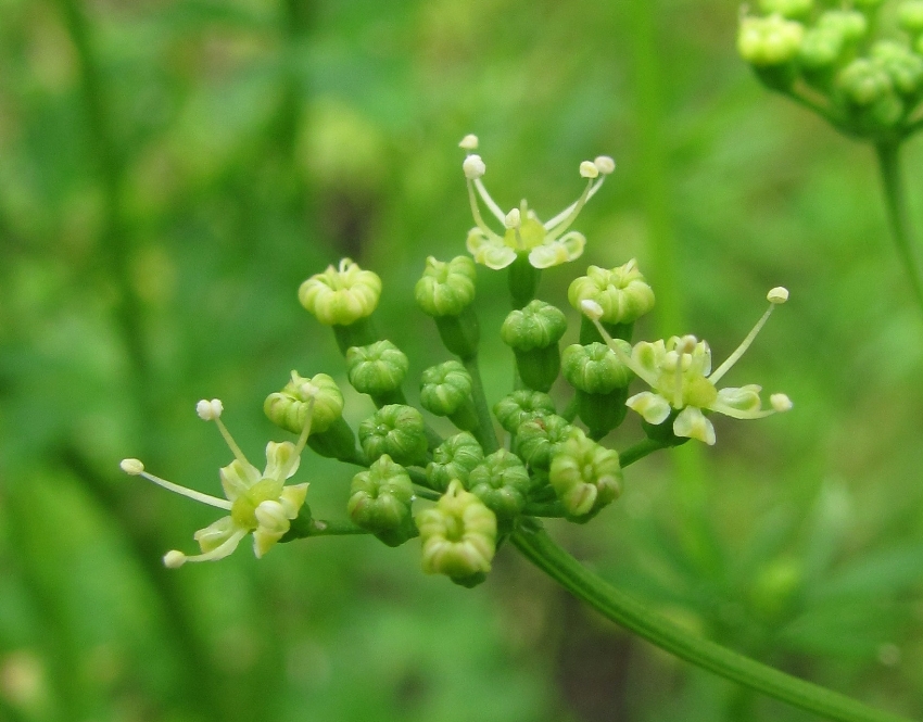 Image of Petroselinum crispum specimen.