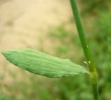 Polygonum hyrcanicum. Междоузлие с листом. Копетдаг, Чули. Май 2011 г.