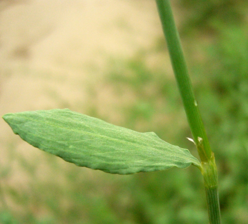 Изображение особи Polygonum hyrcanicum.