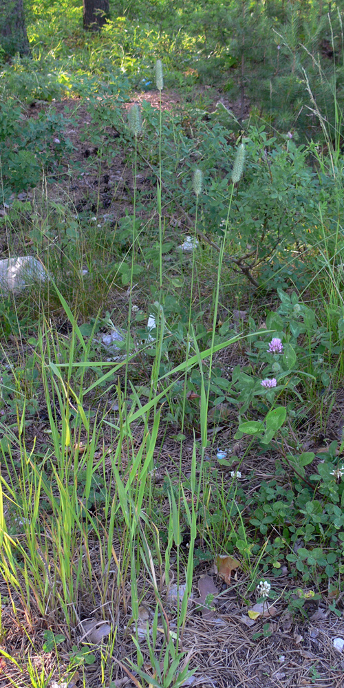 Изображение особи Phleum pratense.