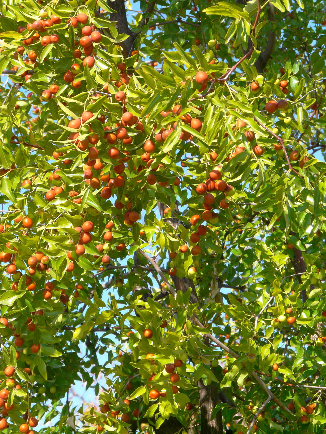 Image of Ziziphus jujuba specimen.