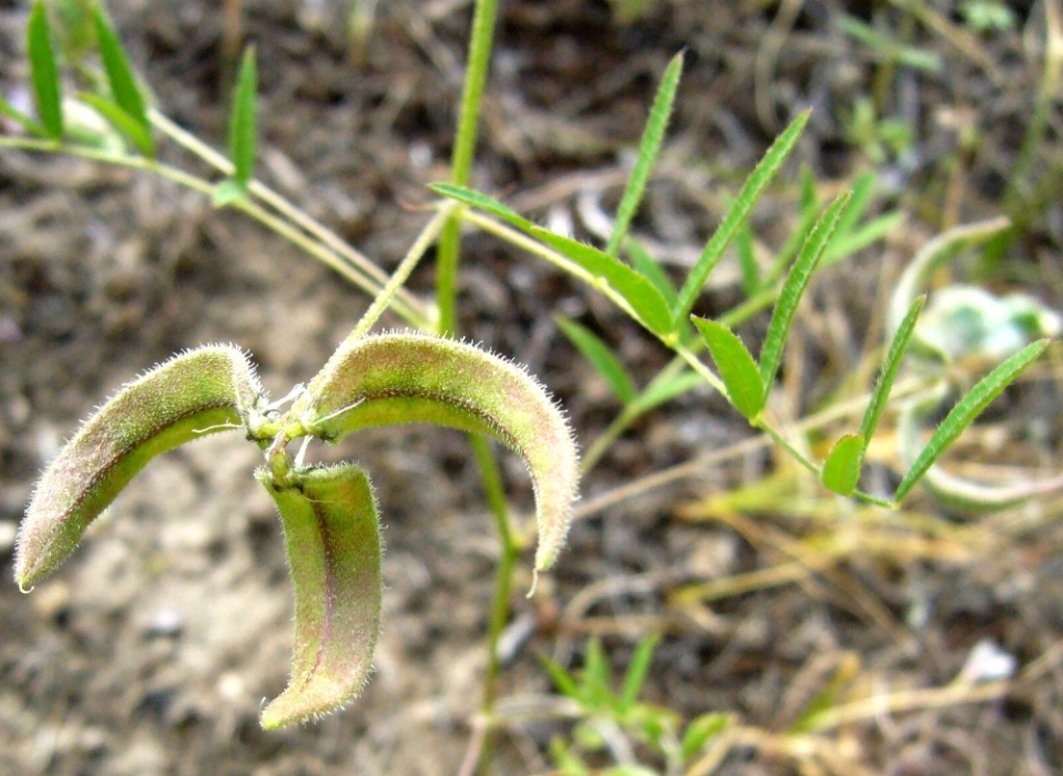 Image of Astragalus campylotrichus specimen.