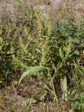 Rumex maritimus