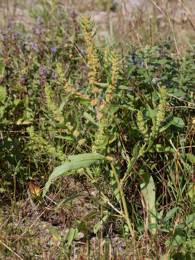 Изображение особи Rumex maritimus.