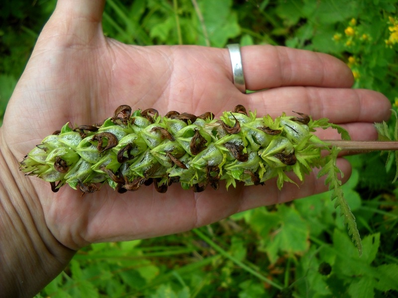 Image of Pedicularis compacta specimen.