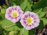 Convolvulus tricolor. Цветки. Московская обл., Раменский р-н, окр. дер. Хрипань, дачный участок. 21.07.2001.