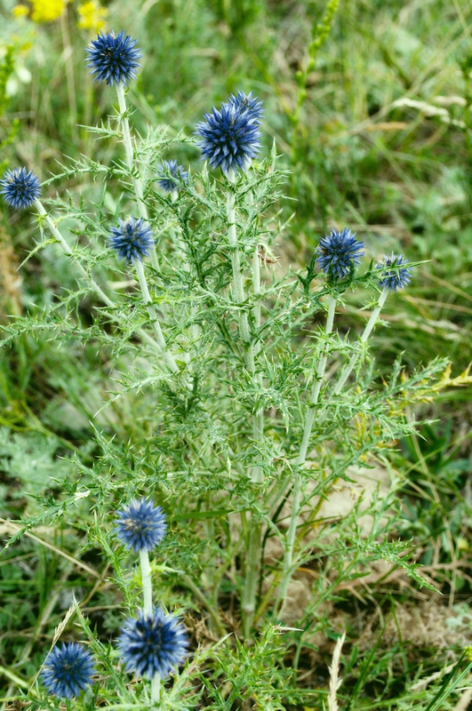 Image of Echinops sibiricus specimen.