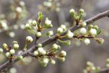 Prunus cerasifera