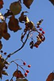 Sorbus alnifolia